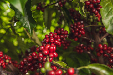 Café Robusta Amazonico