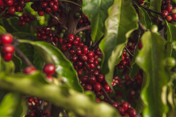 Café Robusta Amazonico