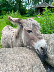 gray donkey in the zoo