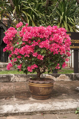        Dark Pink bougainvillea tree in the pot. Beautiful pink tropical flowers.       