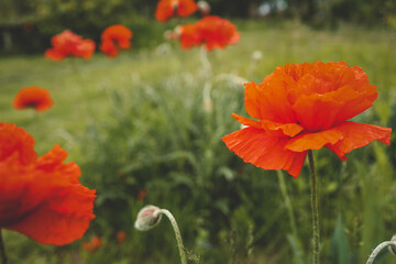 Beautiful summer day. Red poppy field