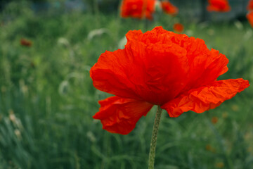 Obraz premium Beautiful summer day. Red poppy field