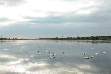 Naklejka premium A flock of swans on the lake, beautiful picture