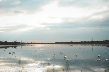 A flock of swans on the lake, beautiful picture