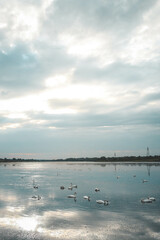 A flock of swans on the lake, beautiful picture