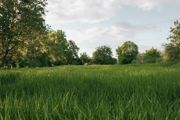 Green meadows with blue sky and clouds background