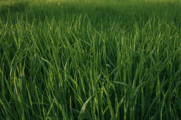 Obraz premium Green meadows with blue sky and clouds background
