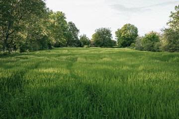 Fototapeta premium Green meadows with blue sky and clouds background