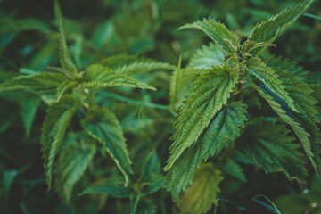Photo of a plant nettle. Nettle with fluffy green leaves. Background Plant nettle grows in the ground. Nettle on a natural background