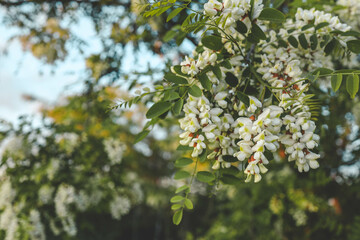 Acacia tree blooming in the spring. Flowers branch with a green background. White acacia flowering, sunny day. Abundant flowering. Source of nectar for tender fragrant honey