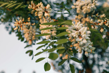 Acacia tree blooming in the spring. Flowers branch with a green background. White acacia flowering,...