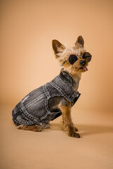 Perro Yorkshire vestido de rockero con gafas de sol y chaleco cuerpo entero