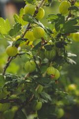 Branch with sweet ripe green gooseberries (agrus) in the garden