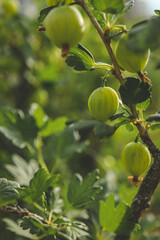 Branch with sweet ripe green gooseberries (agrus) in the garden