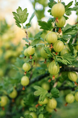 Branch with sweet ripe green gooseberries (agrus) in the garden