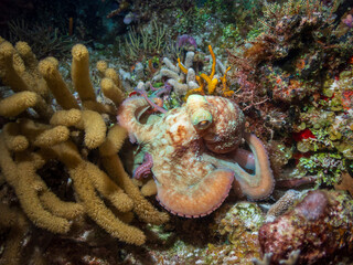 Caribbean reef octopus (Octopus briareus) hunting on a coral reef during a night dive near Cozumel, Mexico.  Underwater photography and travel. © alonanola