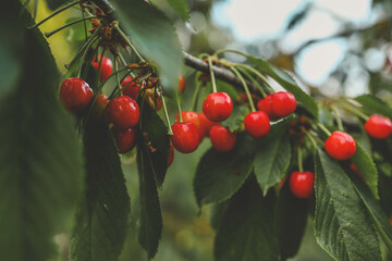 ripe sweet cherries on a tree in the garden