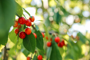 ripe sweet cherries on a tree in the garden