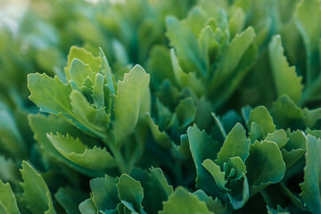 Natural background. Close up green echeveria succulent - Image