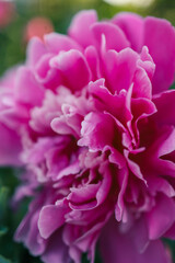 Pink peony flowers in the summer garden. Web banner