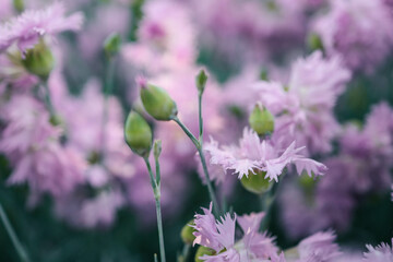 Pink carnation garden flowers close up