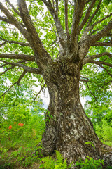old oak tree