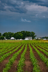 Corn rows lead the eye to an Amish farm under a stormy sky.