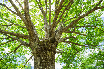 tree in the forest