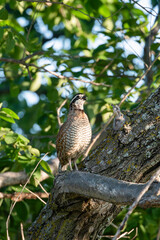 Bobwhite Quail