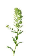 Thlaspi arvense isolated on white background. Flattened, oval seedpods of Field Pennycress. Medicinal herb.