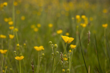 Butterblumen, Hahnenfuß