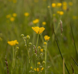 Fototapeta premium Butterblumen, Hahnenfuß