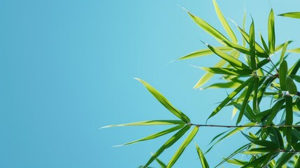 Fototapeta premium Bamboo leaves against a backdrop of clear blue sky for Chinese New Year theme with space for text