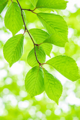 green leaves background