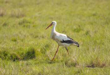 Storch auf Wiese