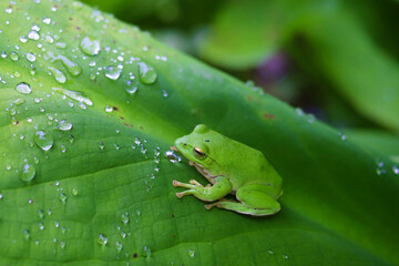 シュレーゲルアオガエル
