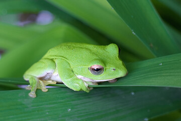 シュレーゲルアオガエル