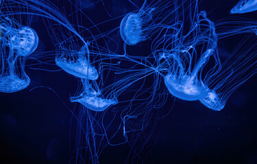 Sea jellyfish with long tentacles