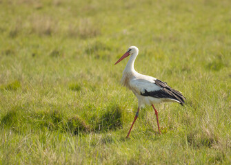 Storch auf Wiese