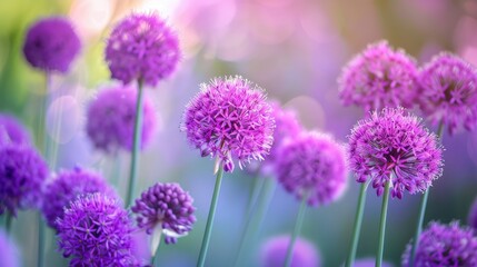 Purple Allium Flower Bulbs Blooming in Garden Border