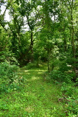 Fototapeta premium Path in a Forest