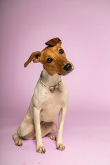 Retrato de Bodeguero sobre fondo rosa