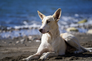 Perro tumbado en la playa al sol