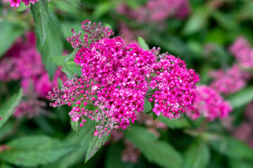 Small pink flowers blossom on green bush, Japanese meadowsweet flowers, spiraea flowers, spiraea plant in the garden, 