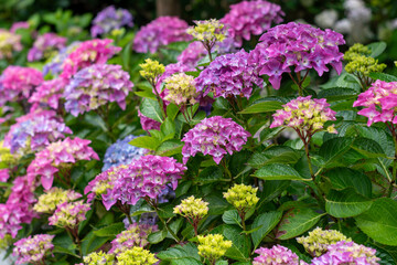 flowers in the garden,Blossoming hortensia flowers,beautiful Hydrangea flowers,floral background of colorful Hydrangea flowers,Hydrangea macrophylla blooms