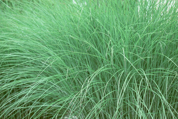 green grass background,Chinese Miscanthus GRACILLIMUS Miscanthus, long green grass, green grass background, texture of grass