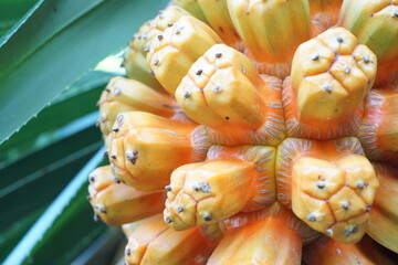 アダンの実　熟する
