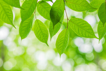 green leaves background