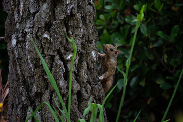 Squirrel