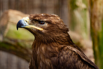 Steppe eagle, symbol of freedom, bird of prey	
